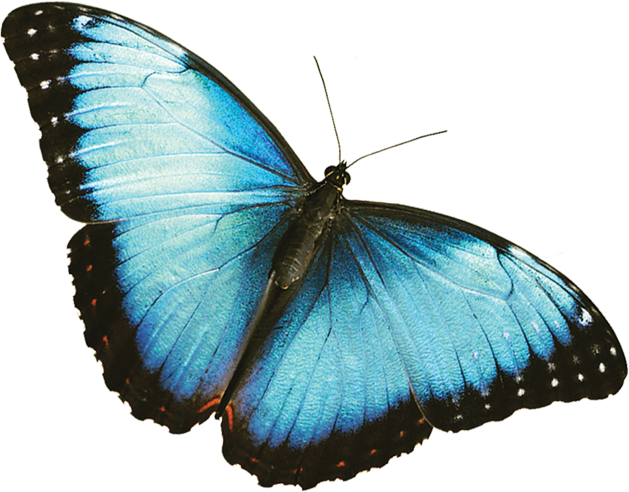 Nice wallpapers Butterfly 629x492px