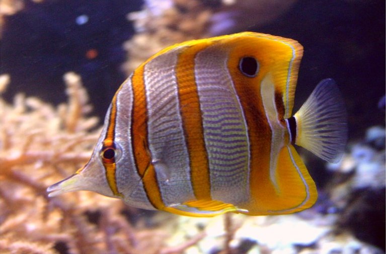 Nice wallpapers Butterflyfish 767x505px