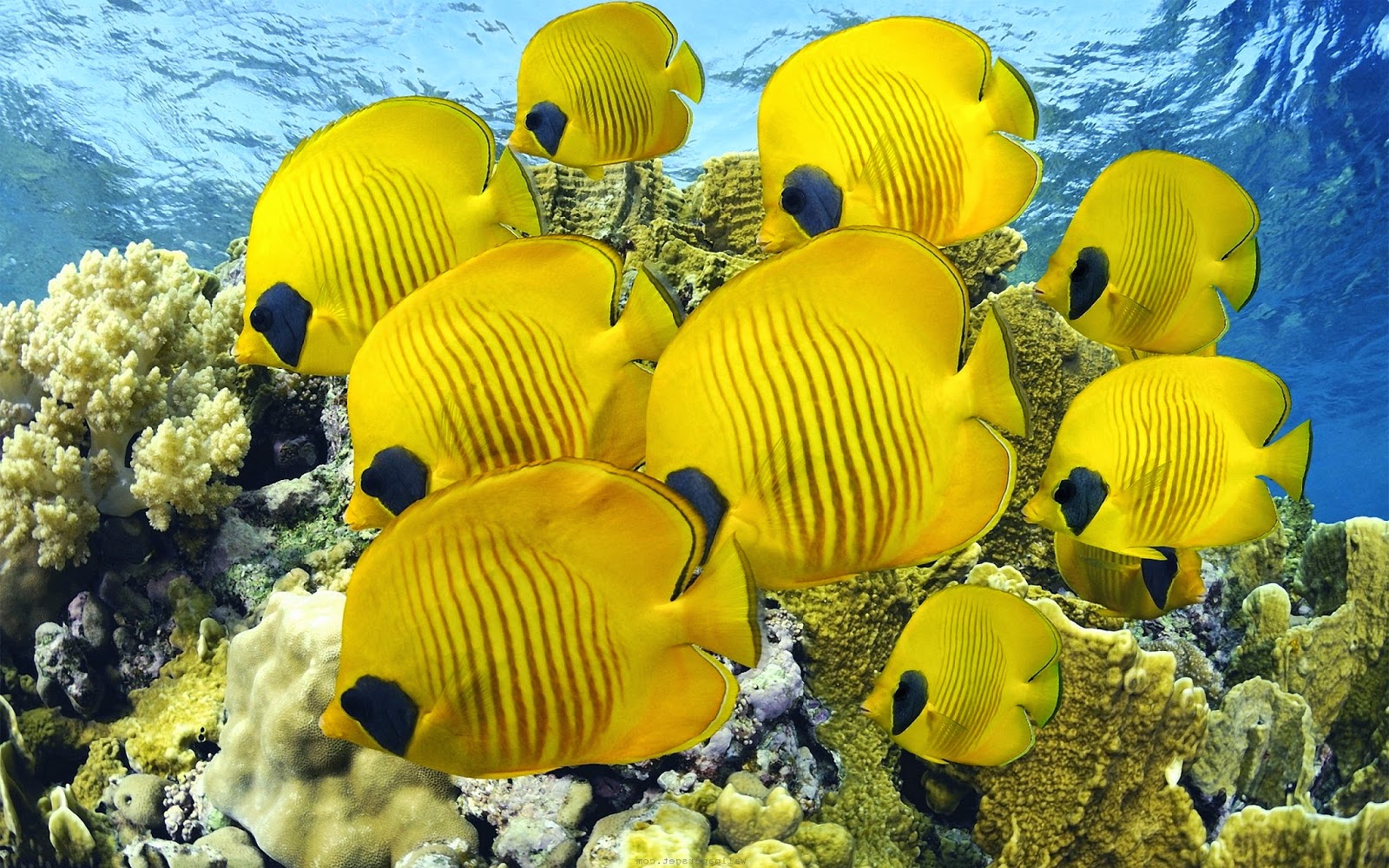 1600x1000 > Butterflyfish Wallpapers
