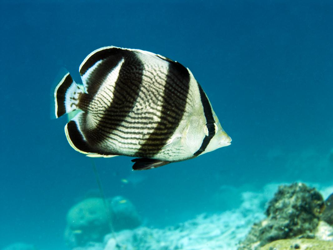 Butterflyfish Pics, Animal Collection