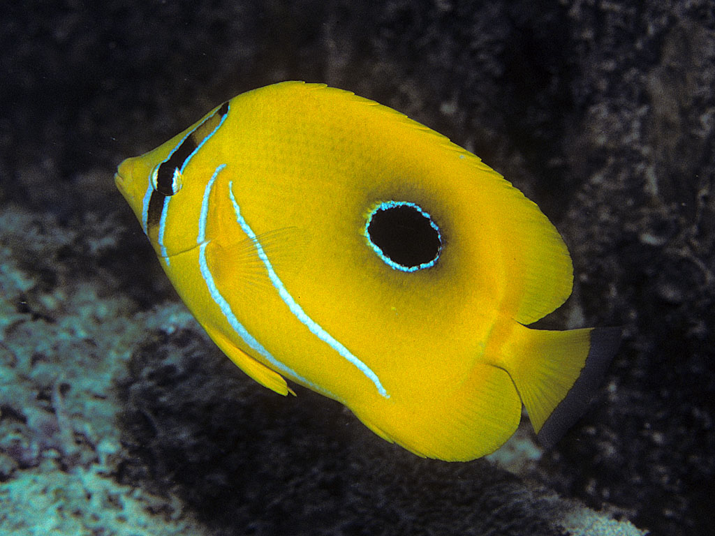 Nice wallpapers Butterflyfish 1024x768px