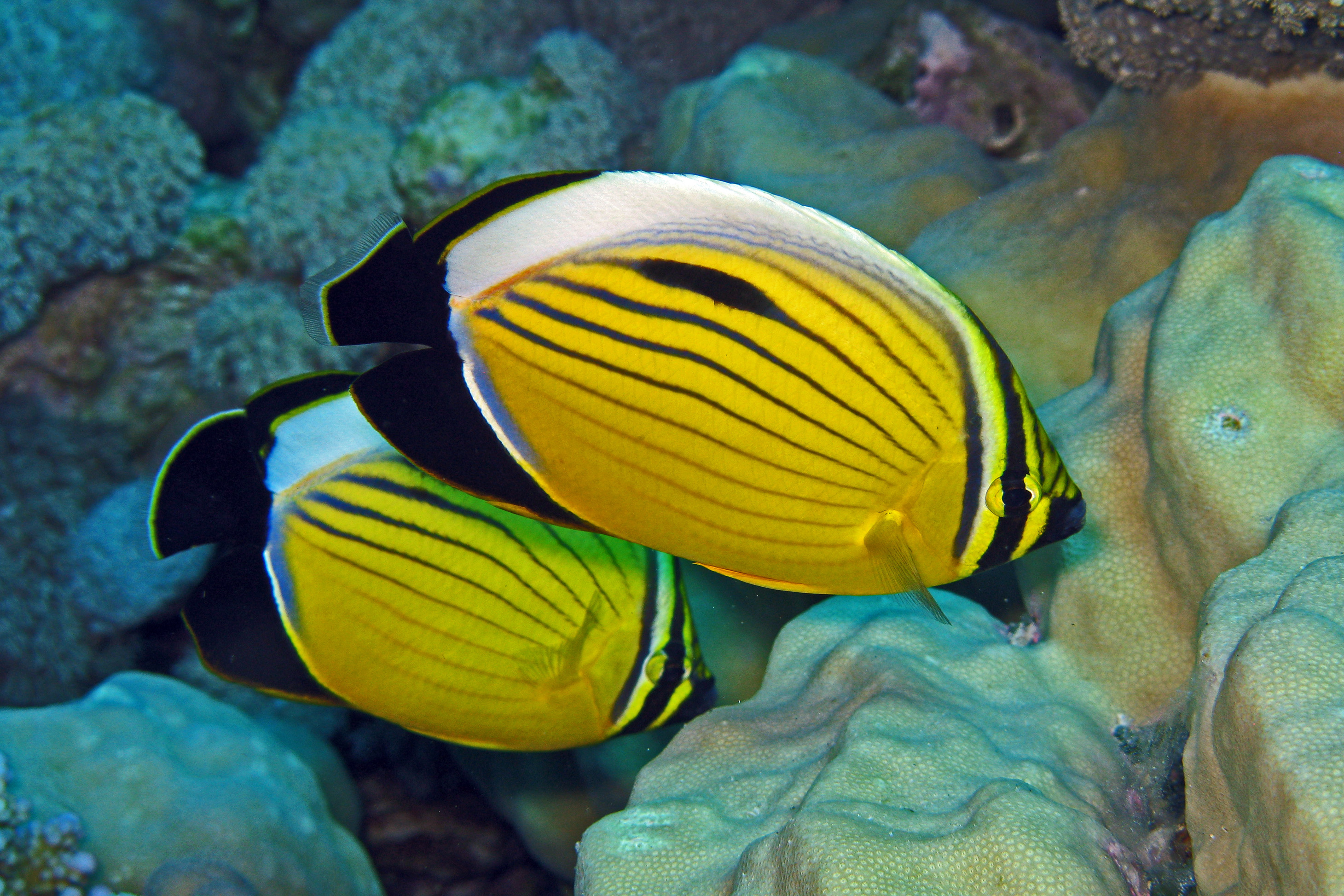 2920x1947 > Butterflyfish Wallpapers