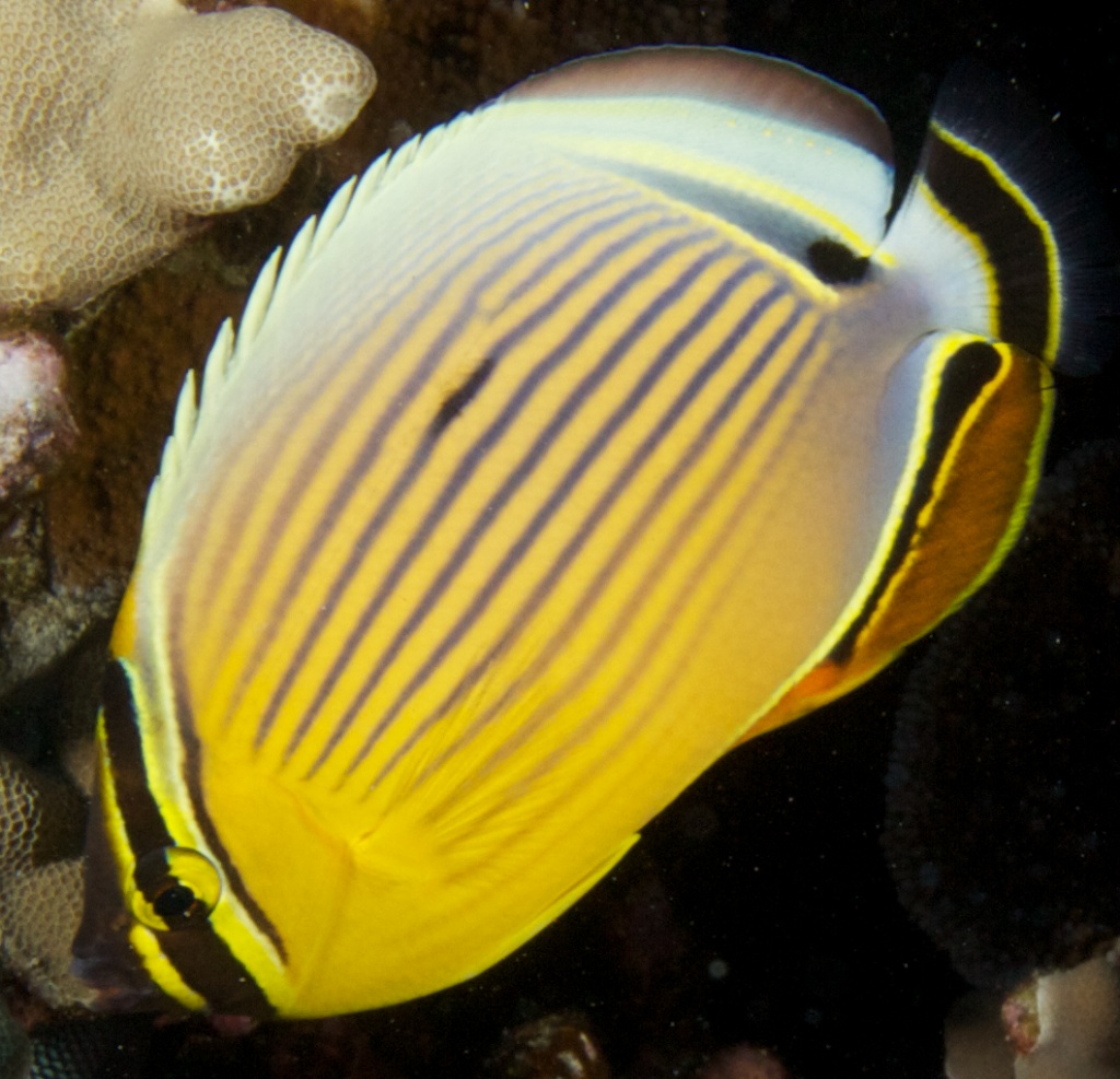 Butterflyfish High Quality Background on Wallpapers Vista