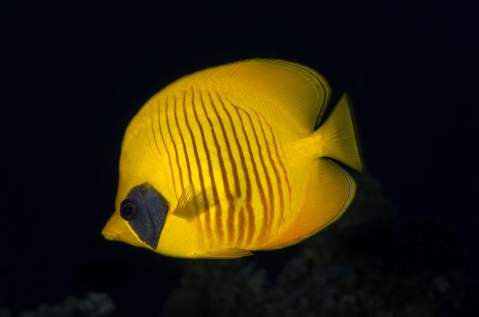 Nice Images Collection: Butterflyfish Desktop Wallpapers