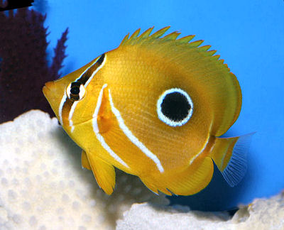 Nice wallpapers Butterflyfish 400x324px