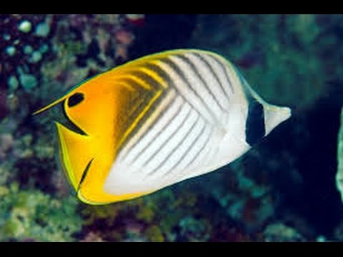 Images of Butterflyfish | 480x360