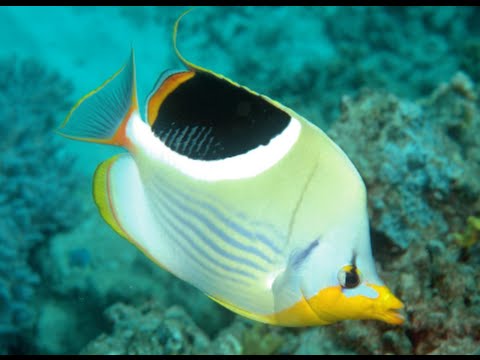 Images of Butterflyfish | 480x360