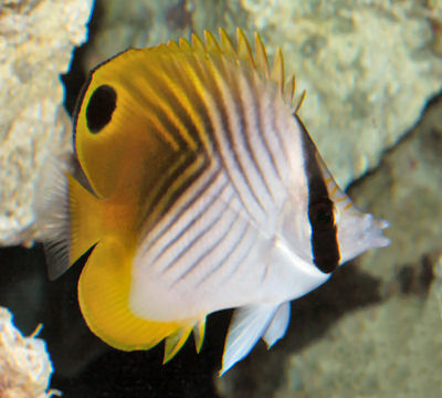 Images of Butterflyfish | 400x360