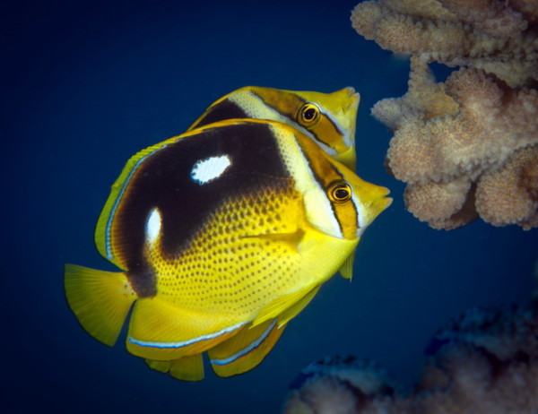 Amazing Butterflyfish Pictures & Backgrounds