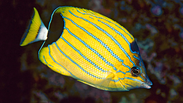 620x350 > Butterflyfish Wallpapers