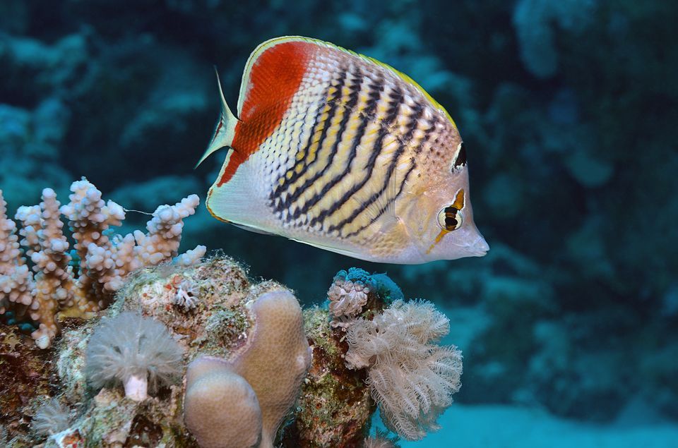 960x635 > Butterflyfish Wallpapers