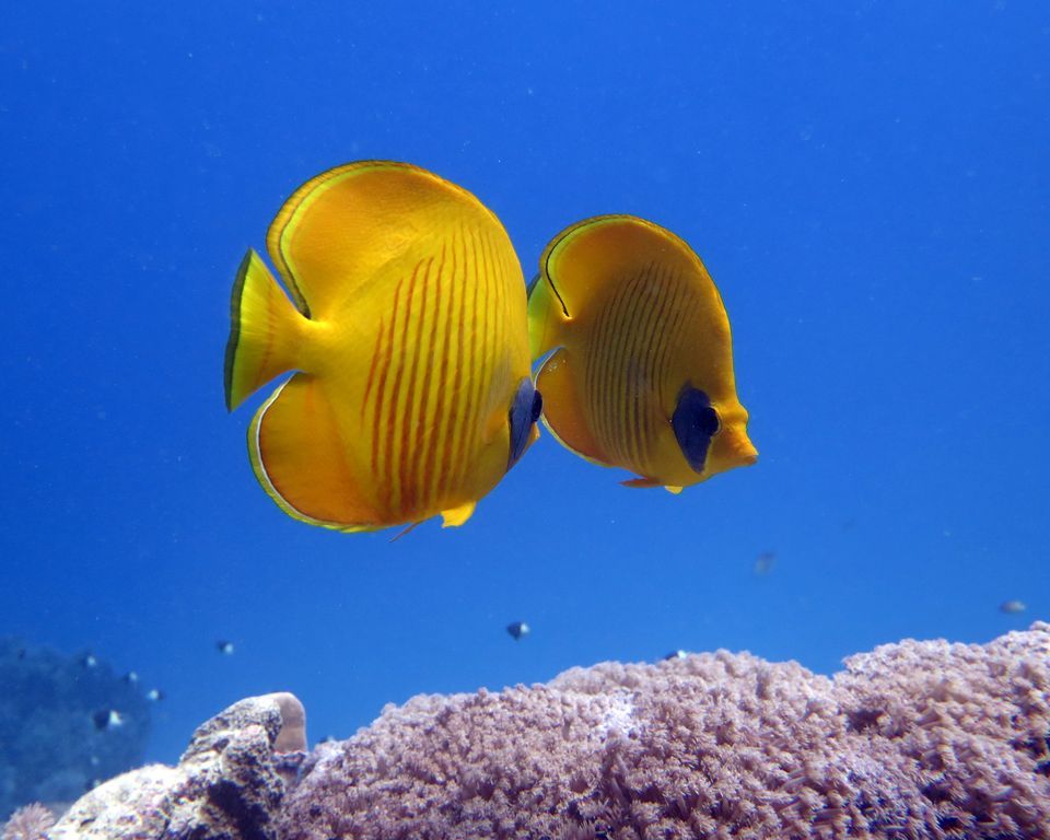 Butterflyfish High Quality Background on Wallpapers Vista