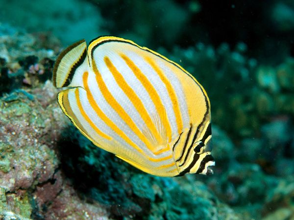 HD Quality Wallpaper | Collection: Animal, 600x450 Butterflyfish
