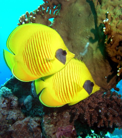 480x545 > Butterflyfish Wallpapers