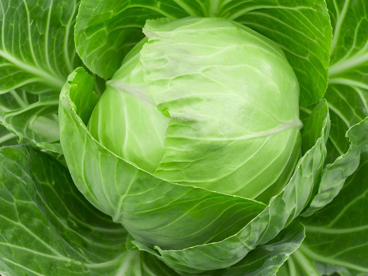 High Resolution Wallpaper | Cabbage 1200x900 px