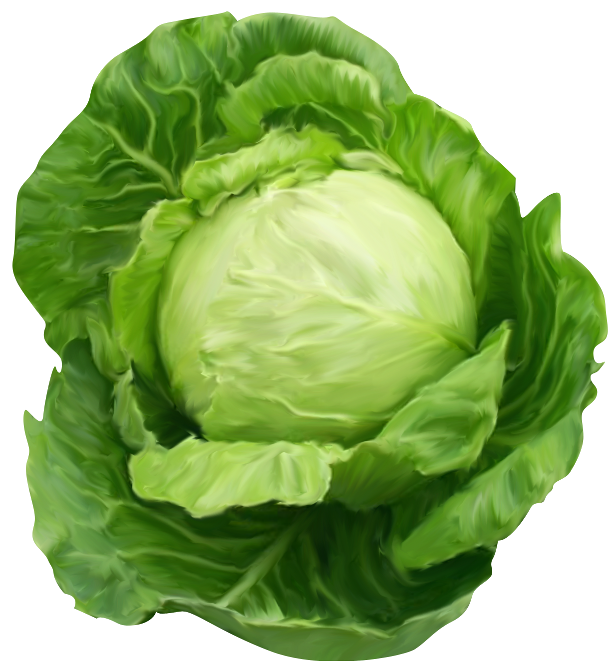 Cabbage Backgrounds on Wallpapers Vista
