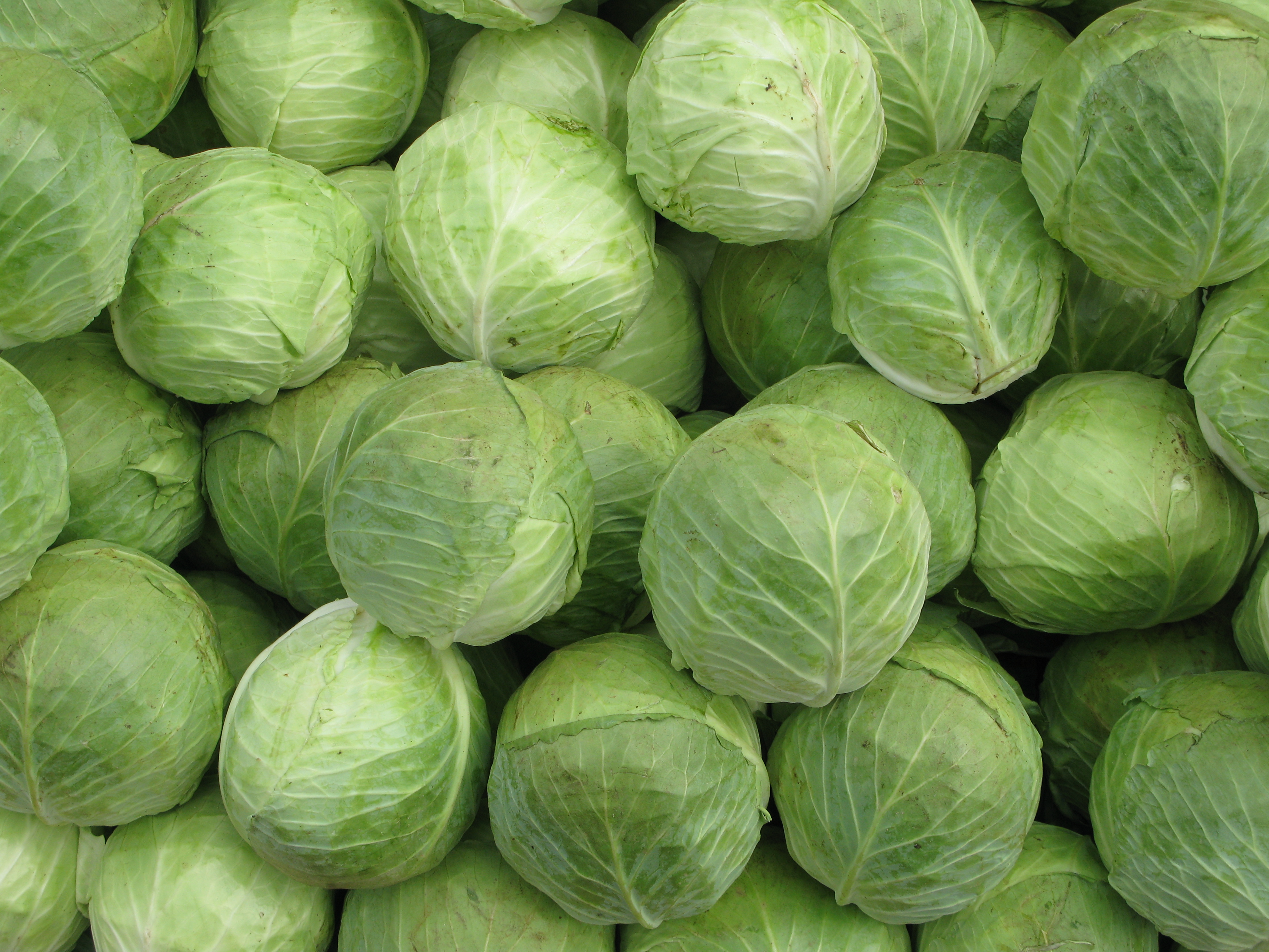 Cabbage Backgrounds on Wallpapers Vista