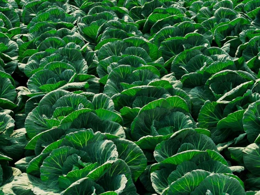 Nice Images Collection: Cabbage Desktop Wallpapers