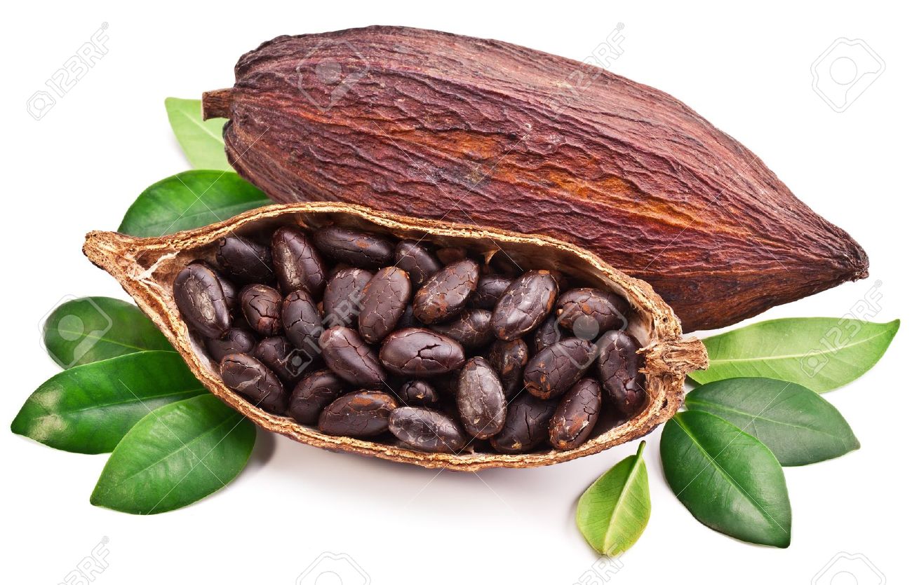 Cacao #4