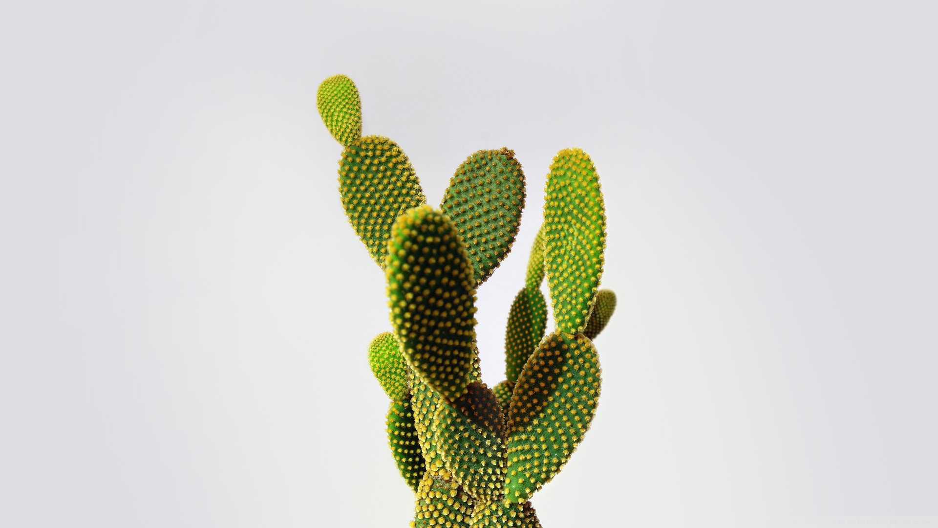 Amazing Cactus Pictures & Backgrounds