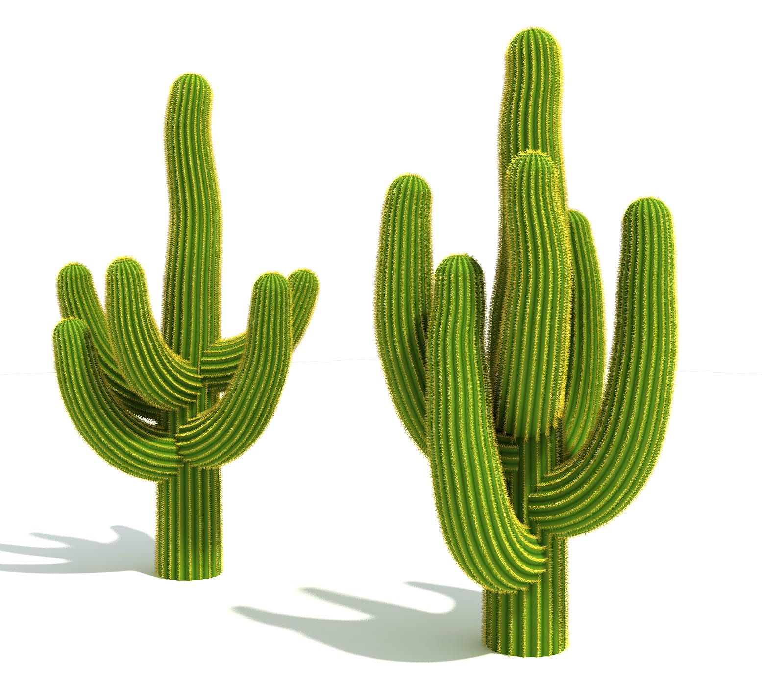 Cactus High Quality Background on Wallpapers Vista