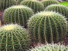 Nice Images Collection: Cactus Desktop Wallpapers