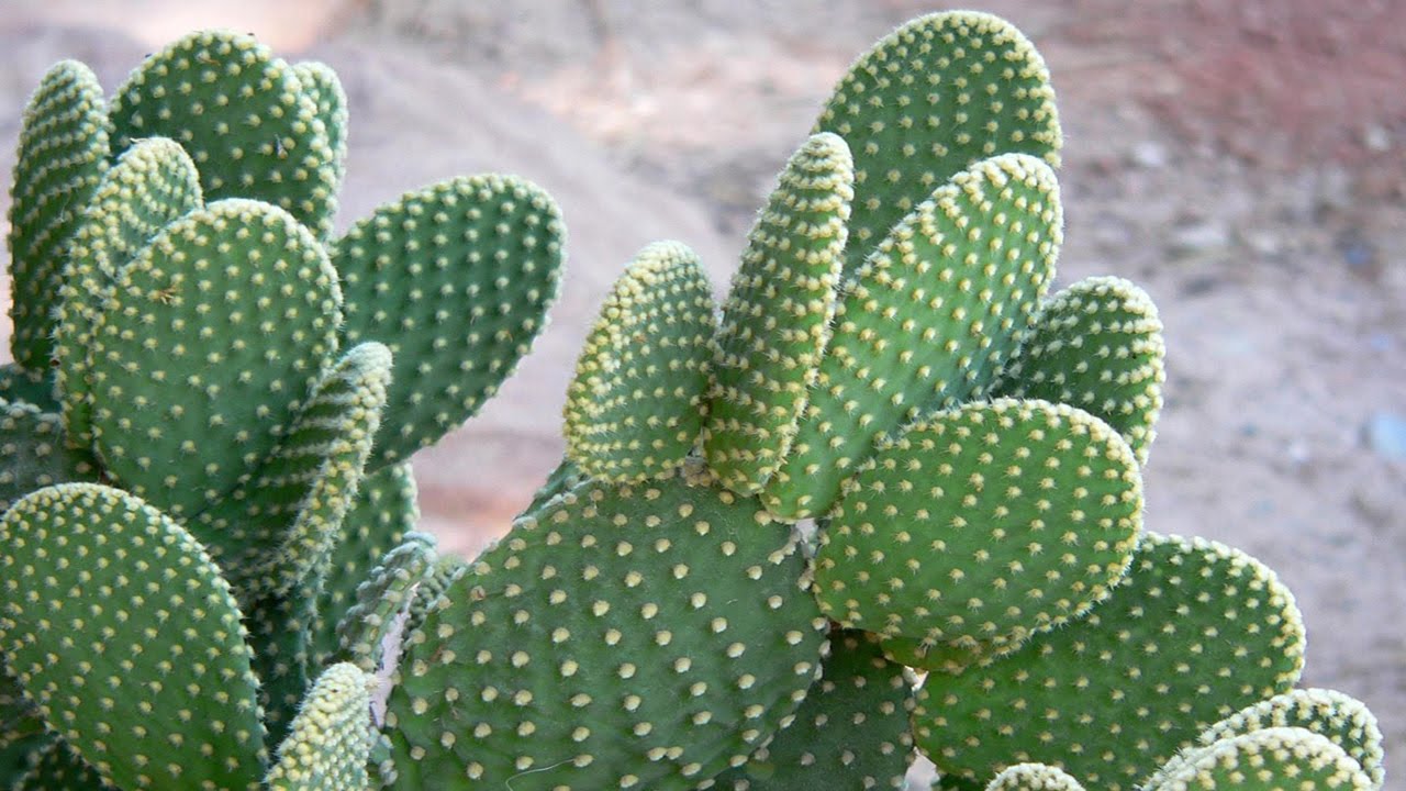 Cactus Pics, Earth Collection