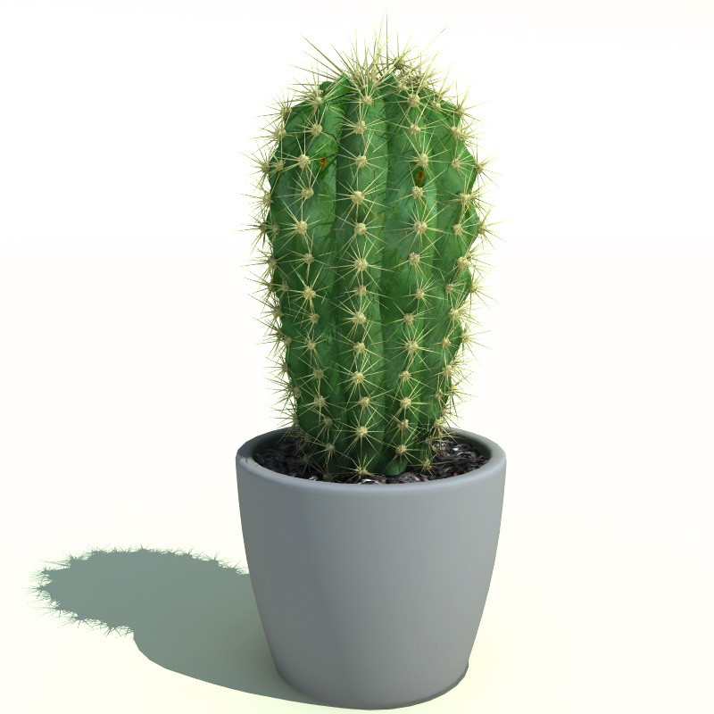 Nice wallpapers Cactus 800x800px