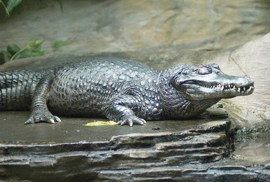 Images of Caiman | 550x372