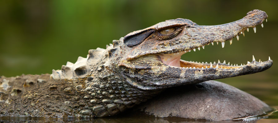 Caiman High Quality Background on Wallpapers Vista