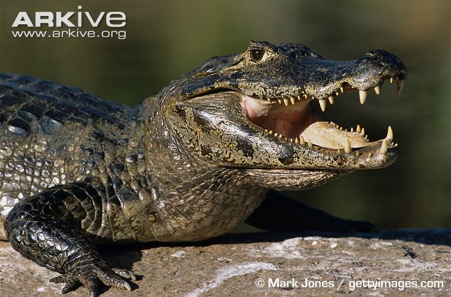 Nice Images Collection: Caiman Desktop Wallpapers