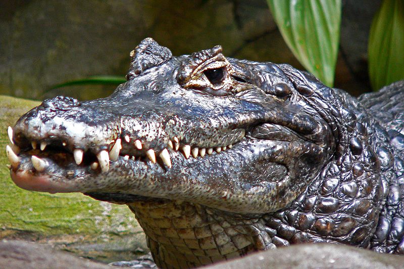 Images of Caiman | 800x533