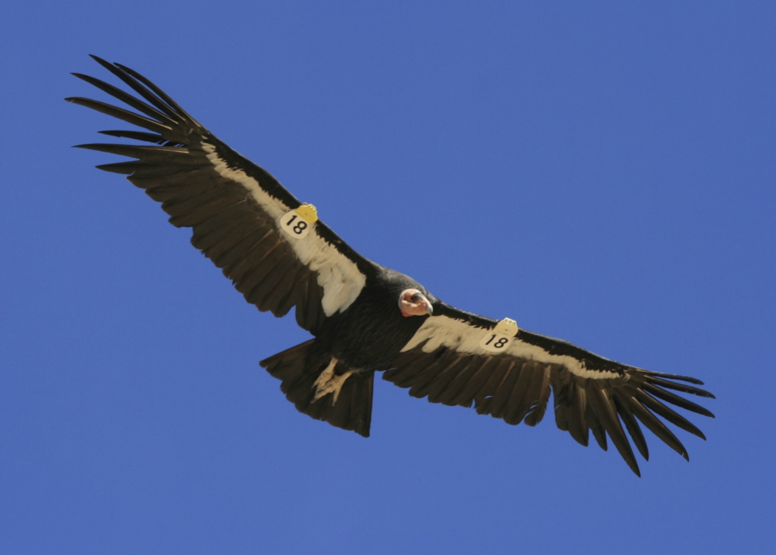 Images of California Condor  | 3070x2197