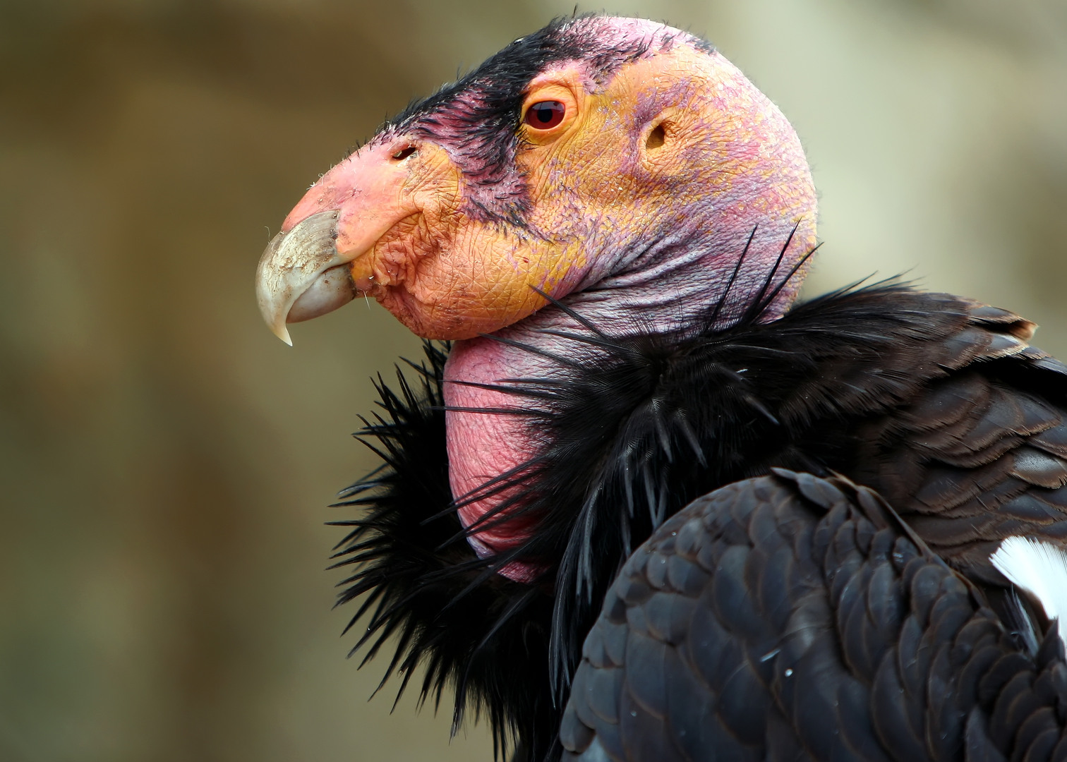 Amazing California Condor  Pictures & Backgrounds