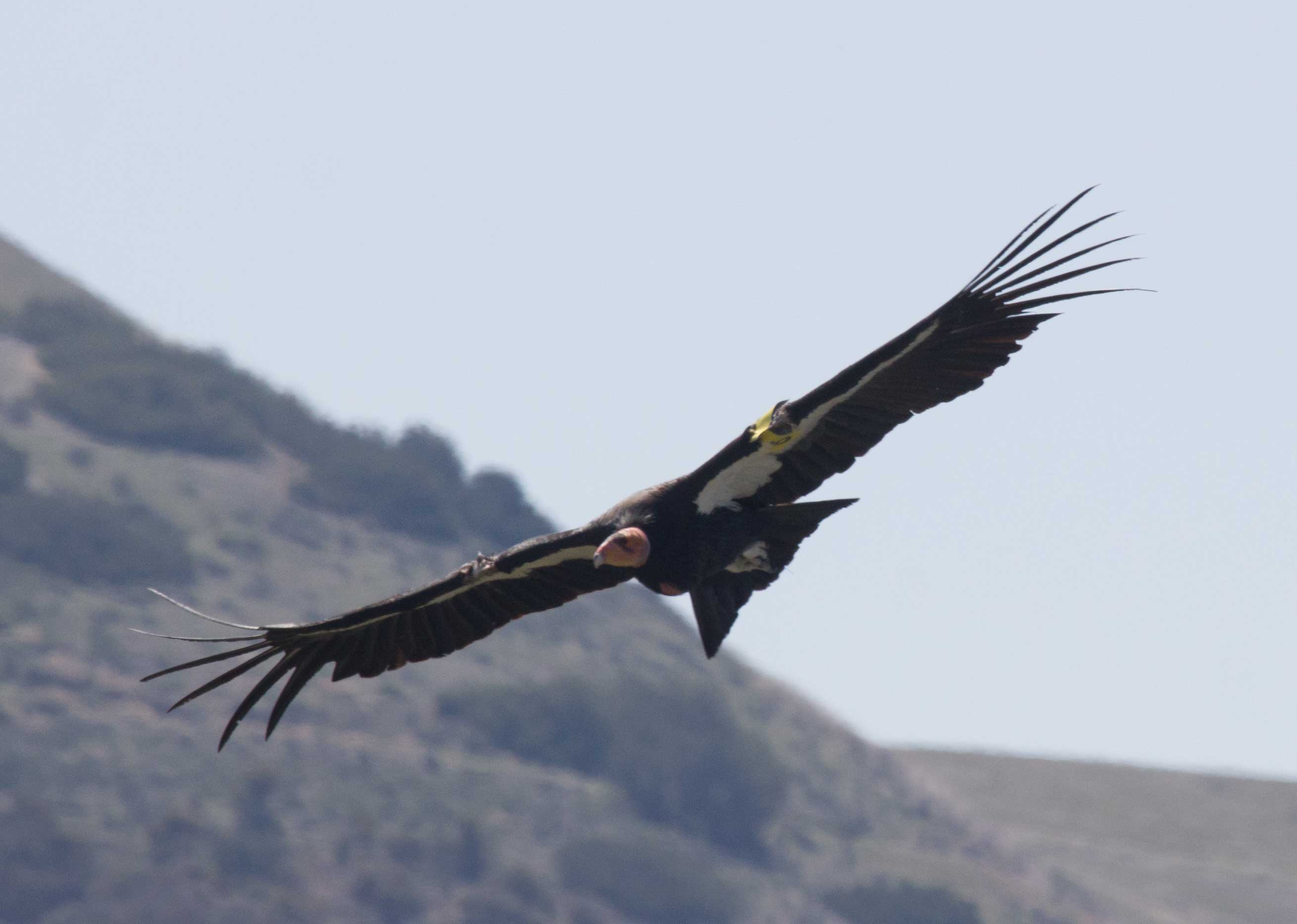 California Condor  #6