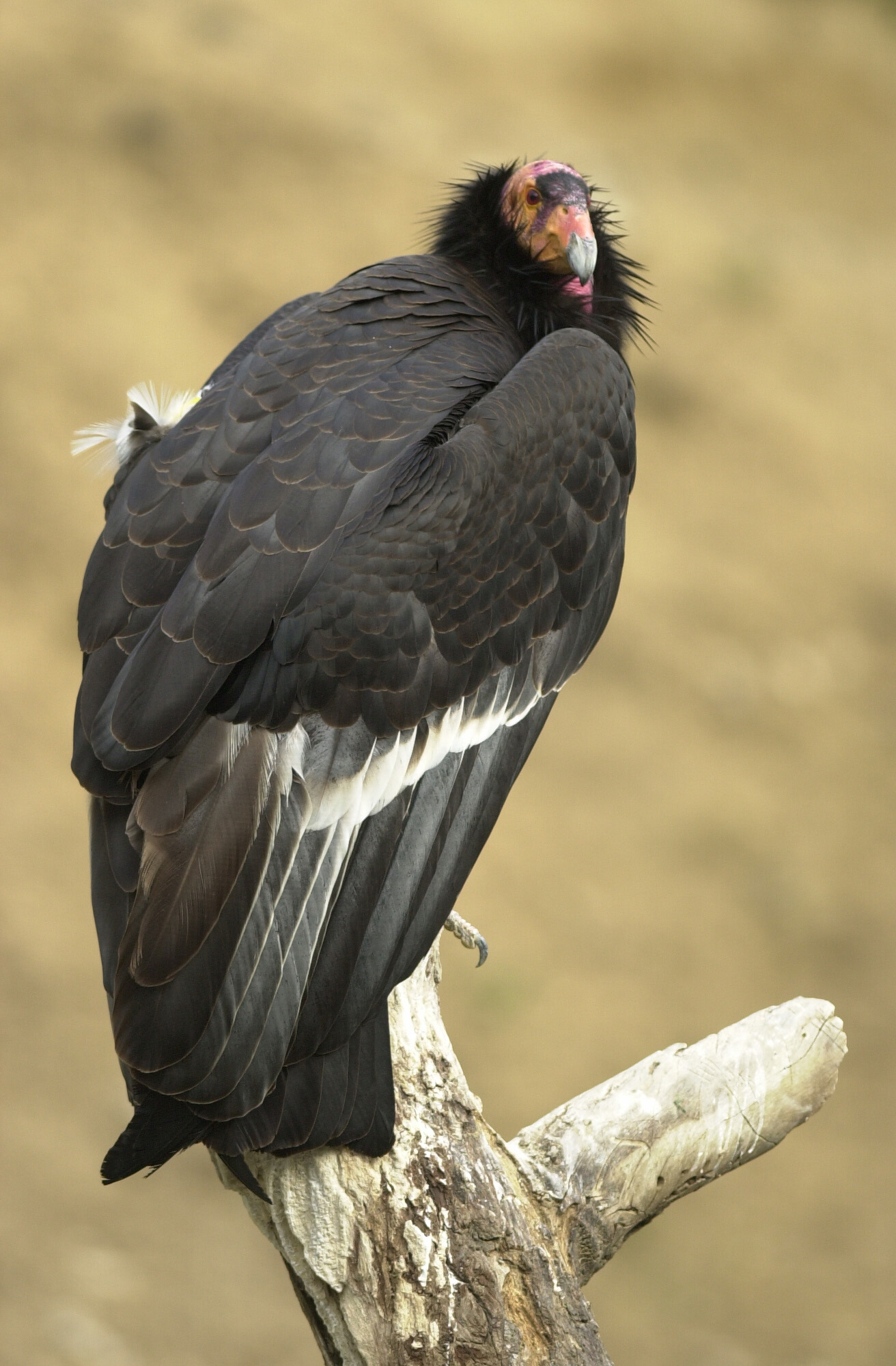 California Condor  #7