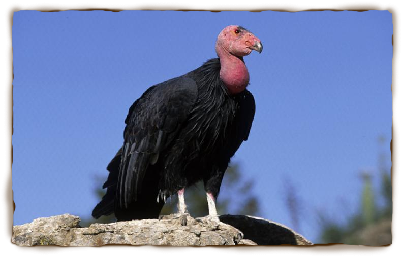 California Condor  High Quality Background on Wallpapers Vista
