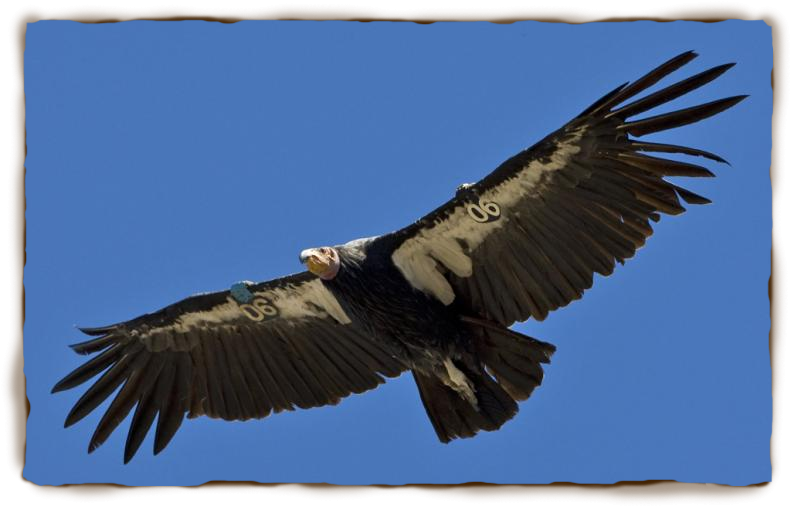 California Condor  Pics, Animal Collection