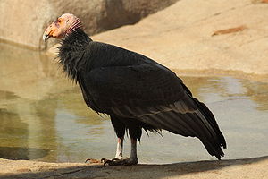 California Condor  #13
