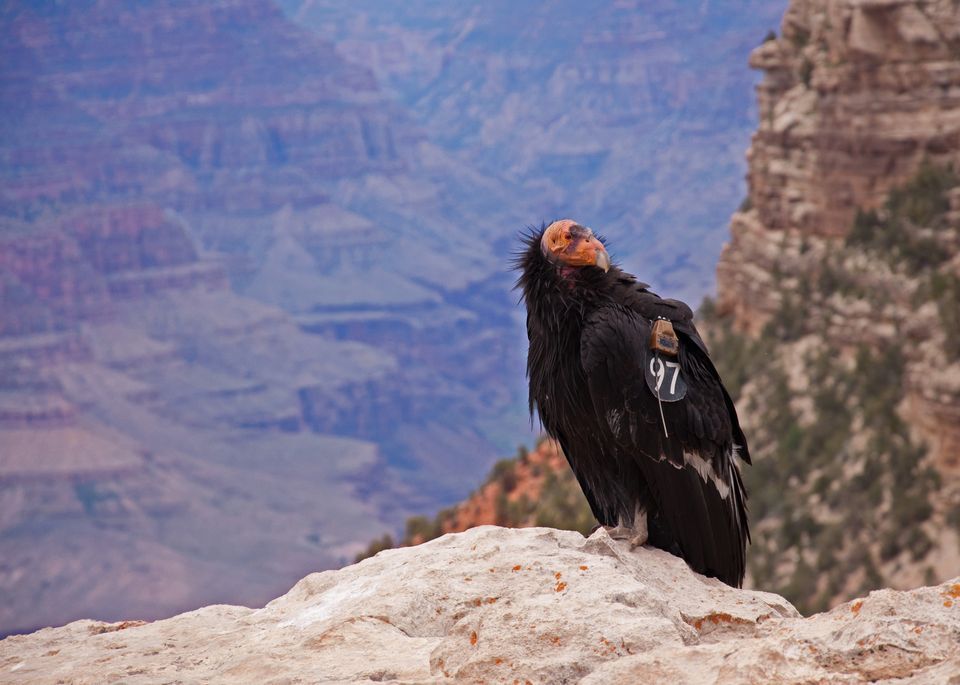 California Condor  #14