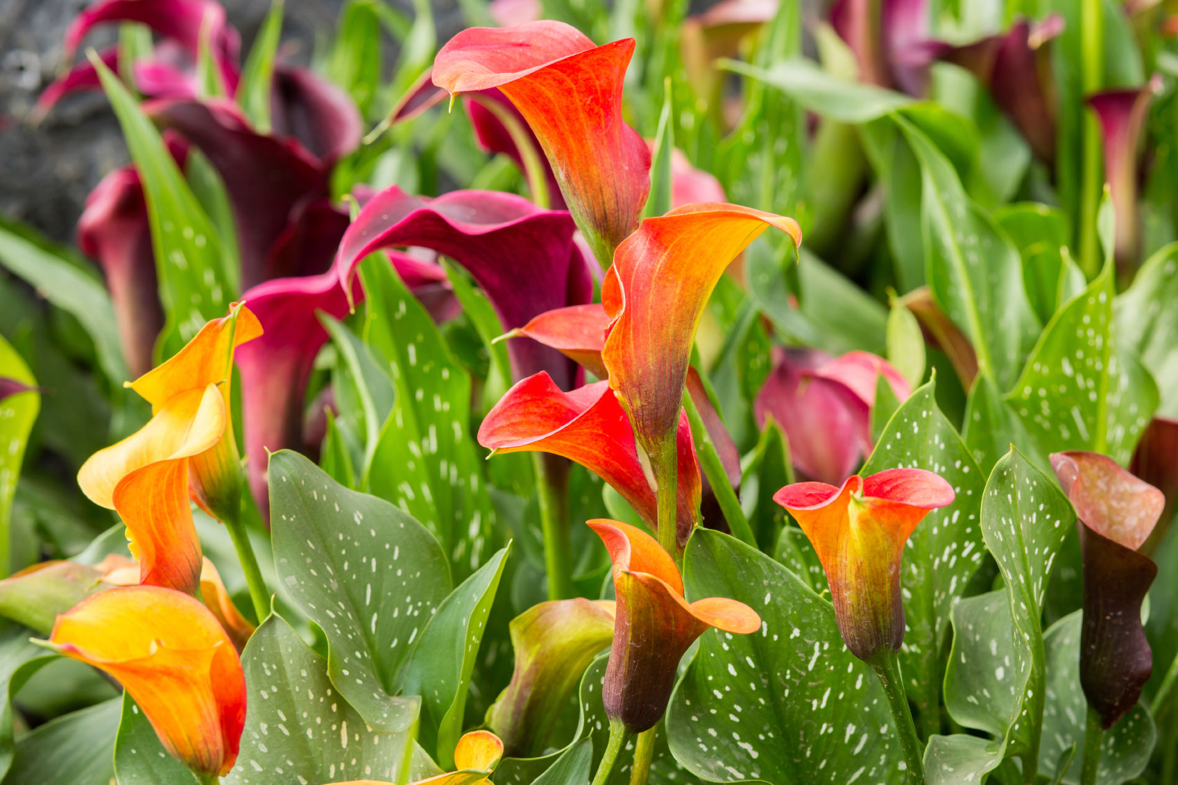 Amazing Calla Lily Pictures & Backgrounds
