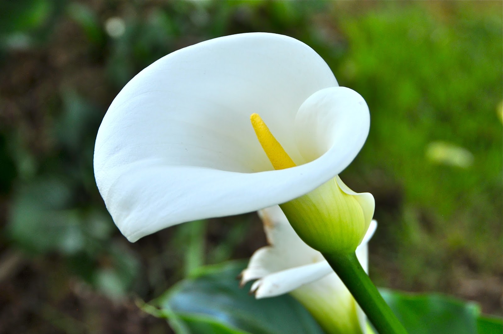 Calla Lily Backgrounds, Compatible - PC, Mobile, Gadgets| 1600x1063 px