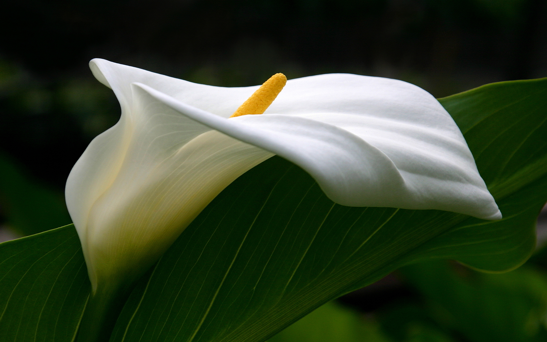 Nice Images Collection: Calla Lily Desktop Wallpapers
