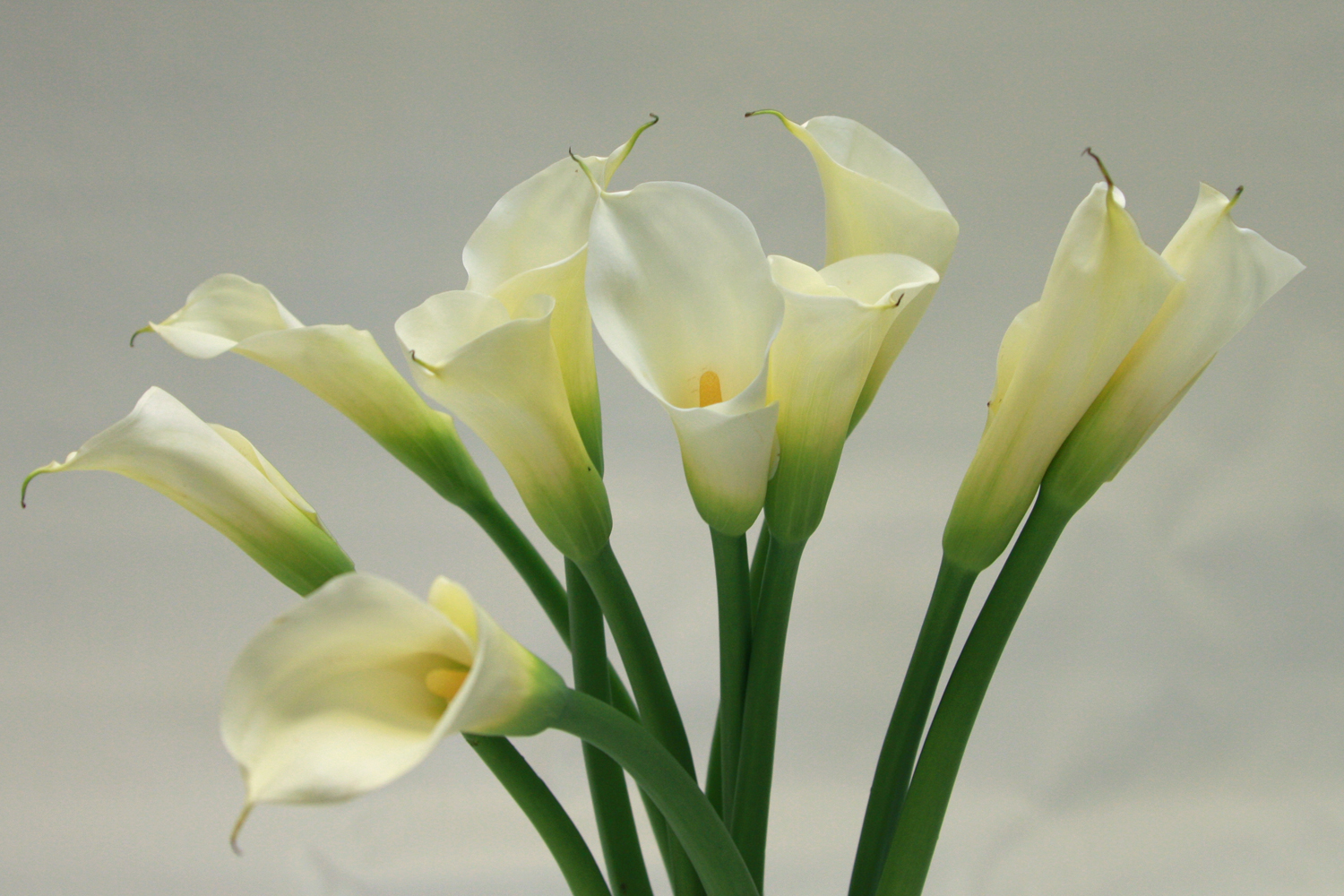 Calla Lily High Quality Background on Wallpapers Vista