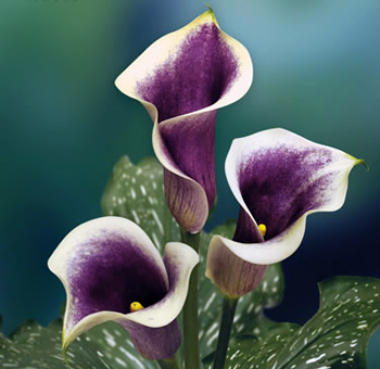 Images of Calla Lily | 350x340
