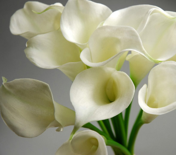 HQ Calla Lily Wallpapers | File 77.87Kb