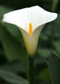 HQ Calla Lily Wallpapers | File 7.99Kb