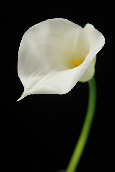 Amazing Calla Lily Pictures & Backgrounds