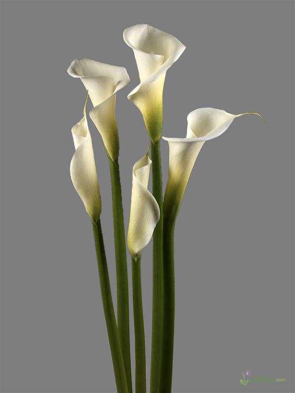 HD Quality Wallpaper | Collection: Earth, 600x800 Calla Lily