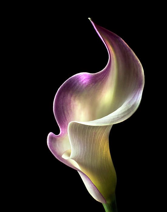 HQ Calla Lily Wallpapers | File 81.46Kb